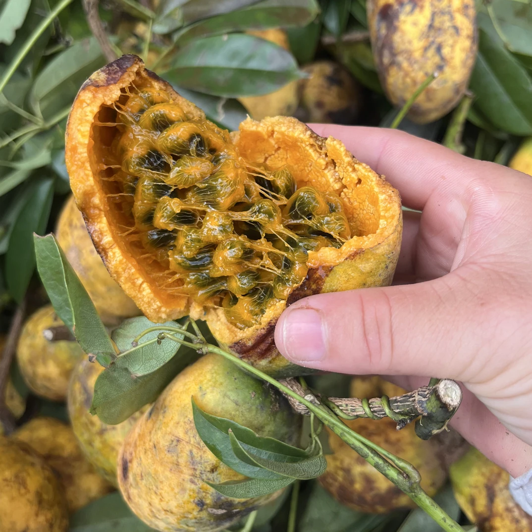 郴州特产野生八月瓜新鲜