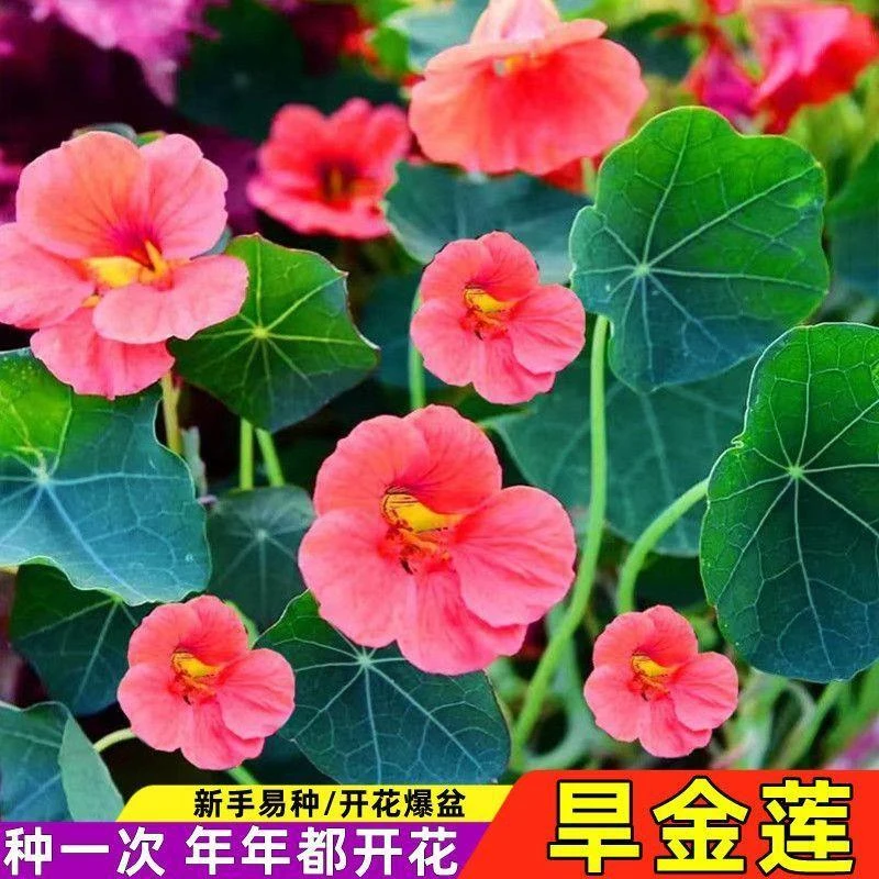 【全店满5包可发】重瓣旱金莲花种子旱荷花种子四季开花室内外阳
