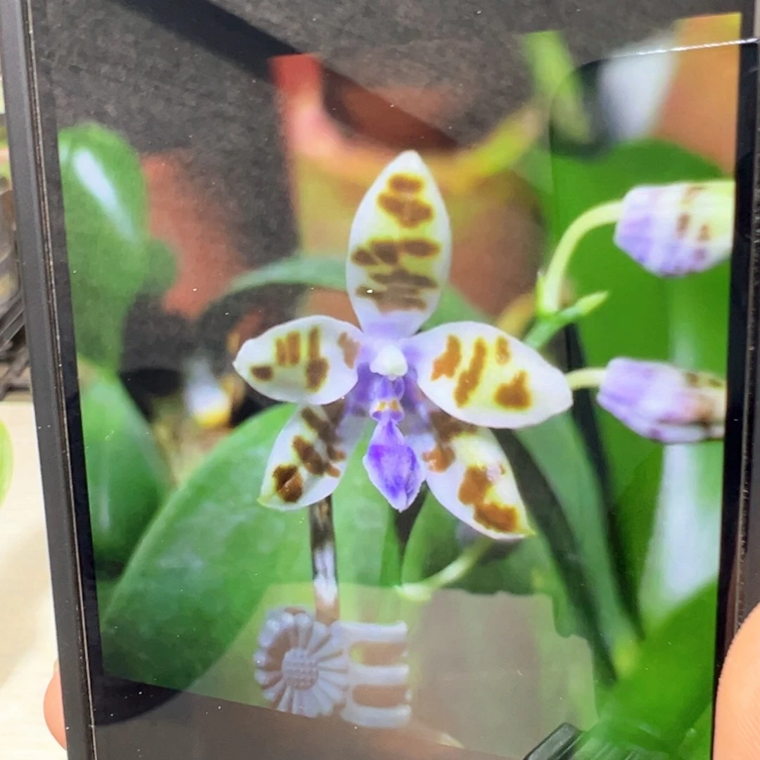 当前无花栽培后可以开花蓝玛丽