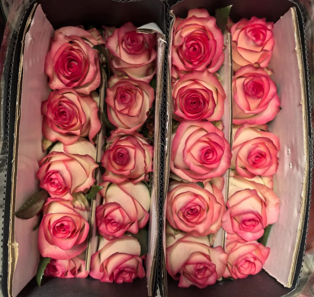 艾莎玫瑰鲜花20支昆明基地直发