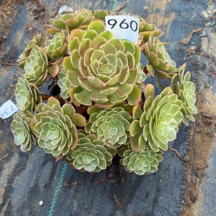 粉花夭多肉植物不包损960