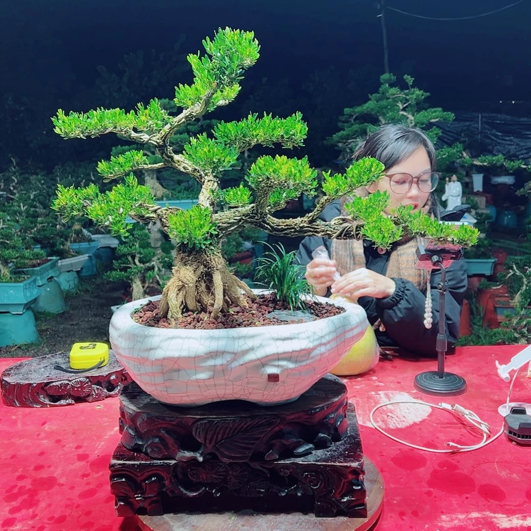 无花朵广东黄杨盆景