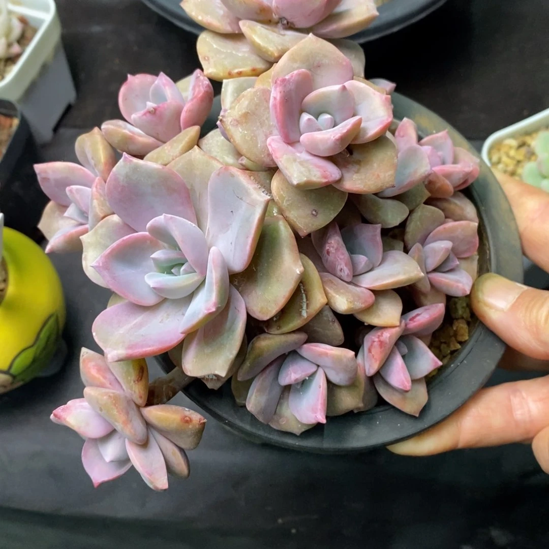 精品多肉一物一拍不包整121