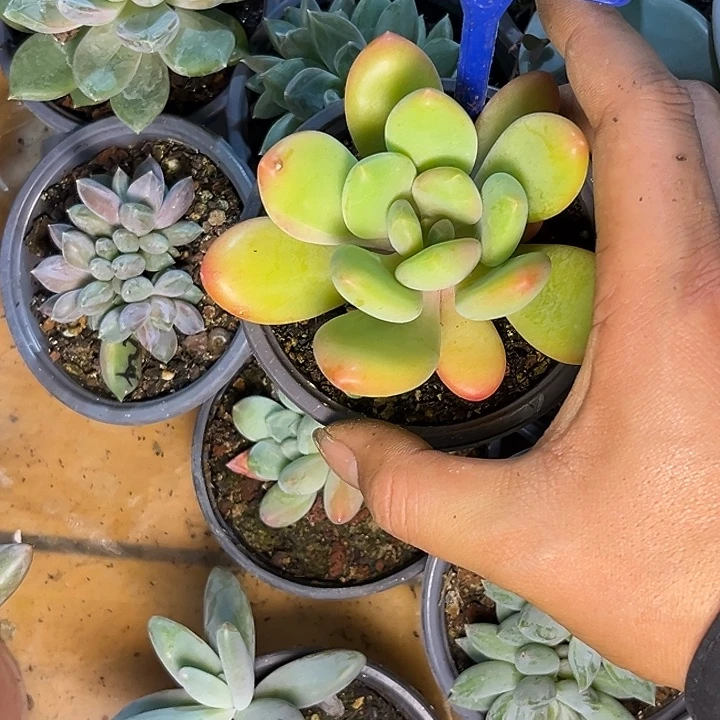 多肉植物风火轮193