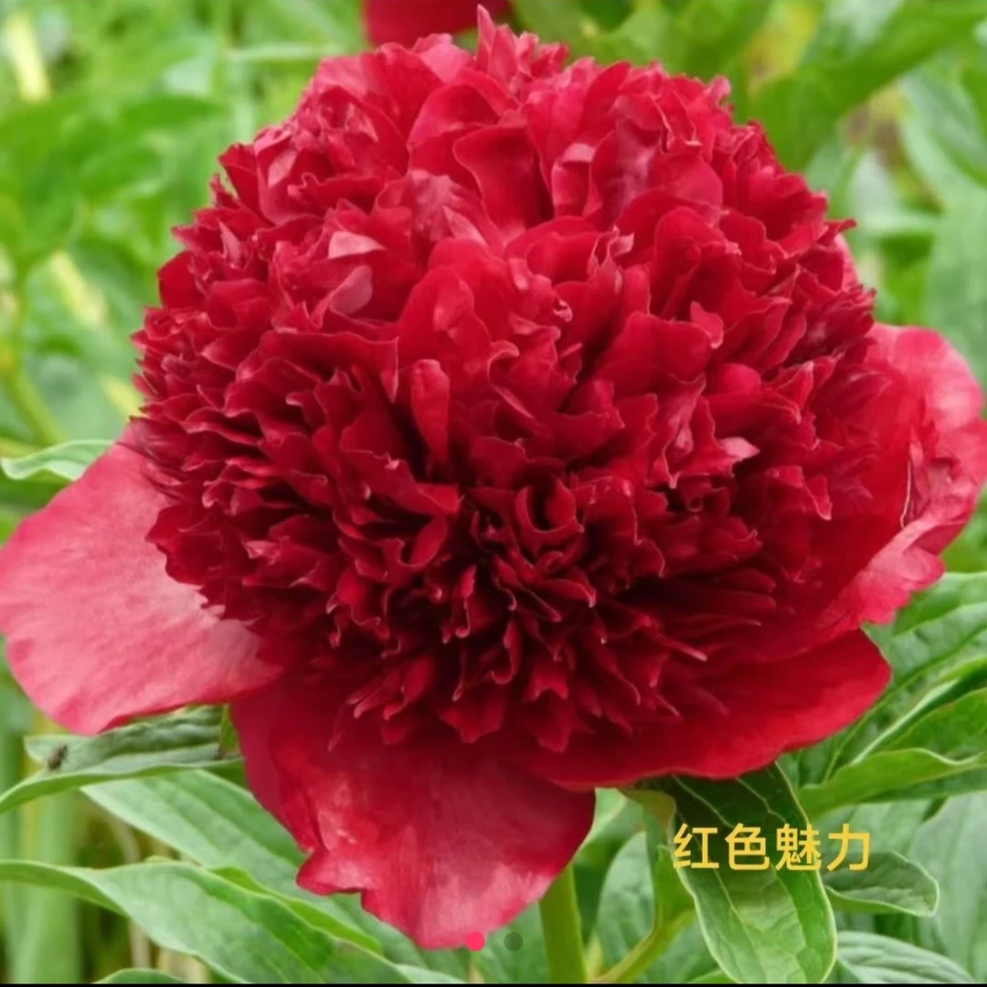 红色魅力进口芍药菏泽基地直发裸根发货