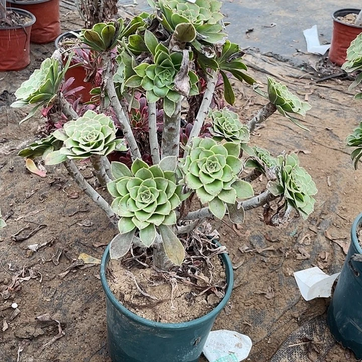 567原始绿多肉法师多肉