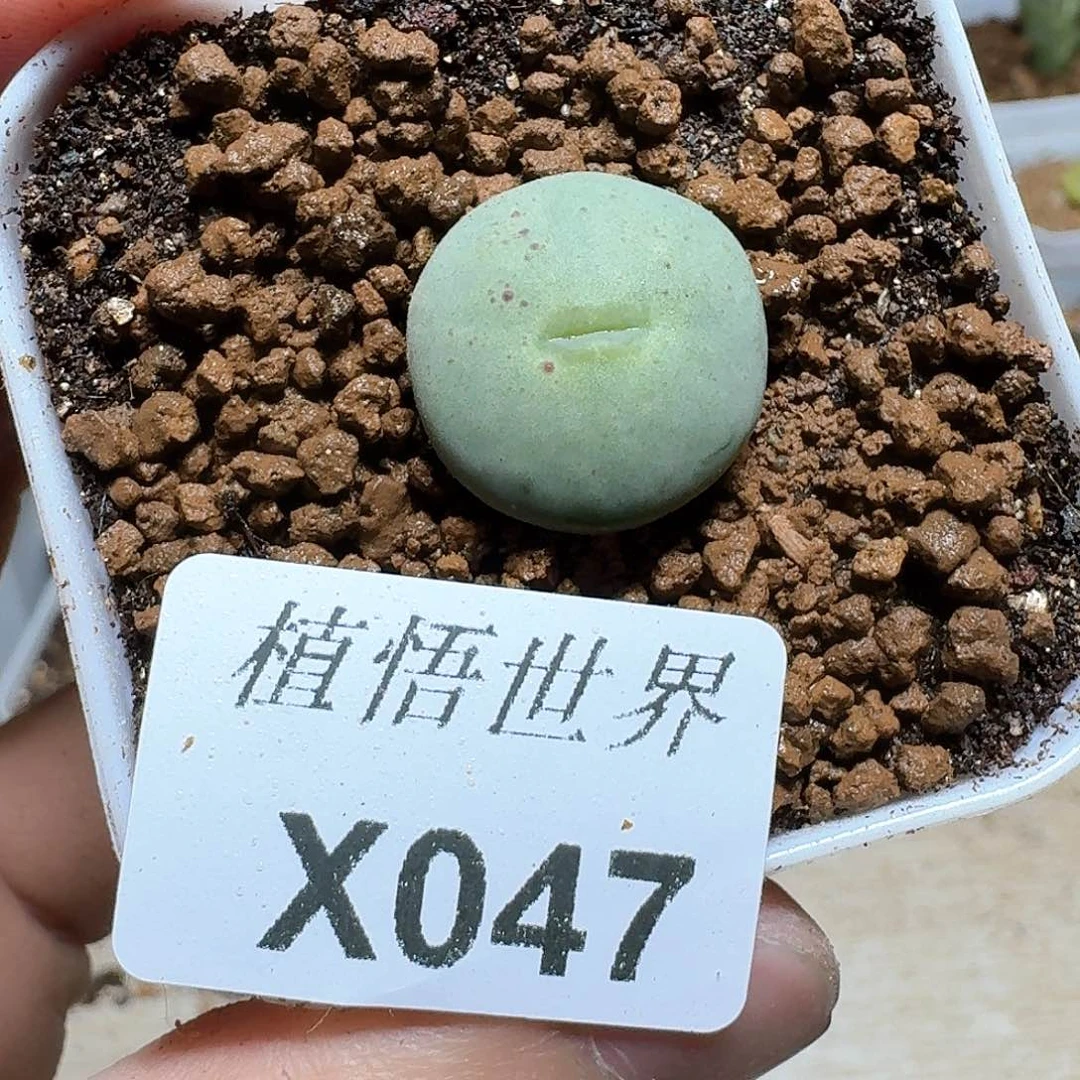 047盒多肉植物哇f v