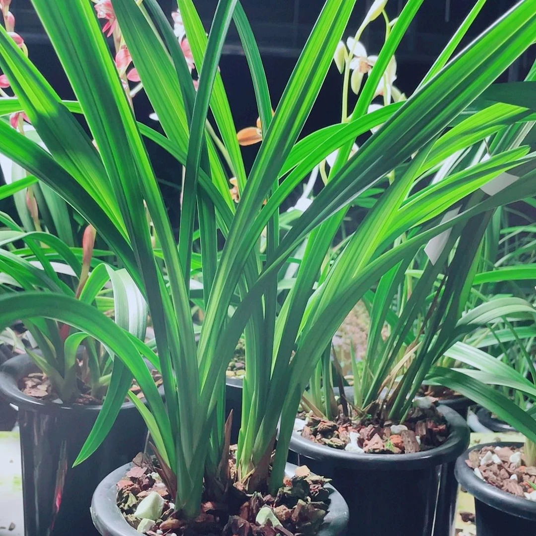 螺***钉完全开放一物一拍漂亮开花