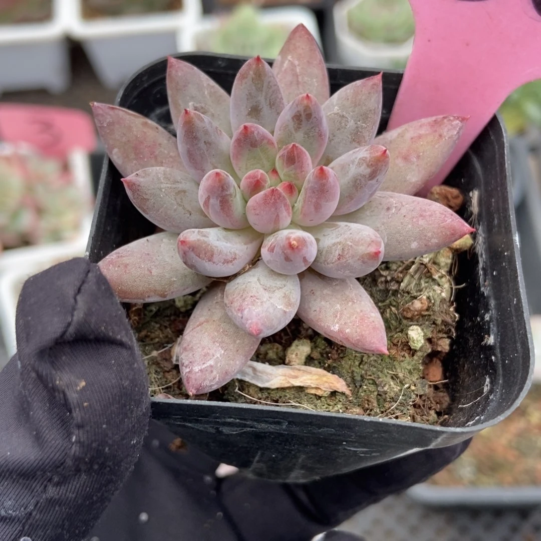 936虞美人多肉植物
