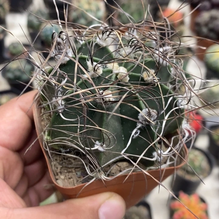 实生瑞凤玉特价福利