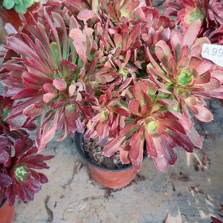 995那家女王多肉