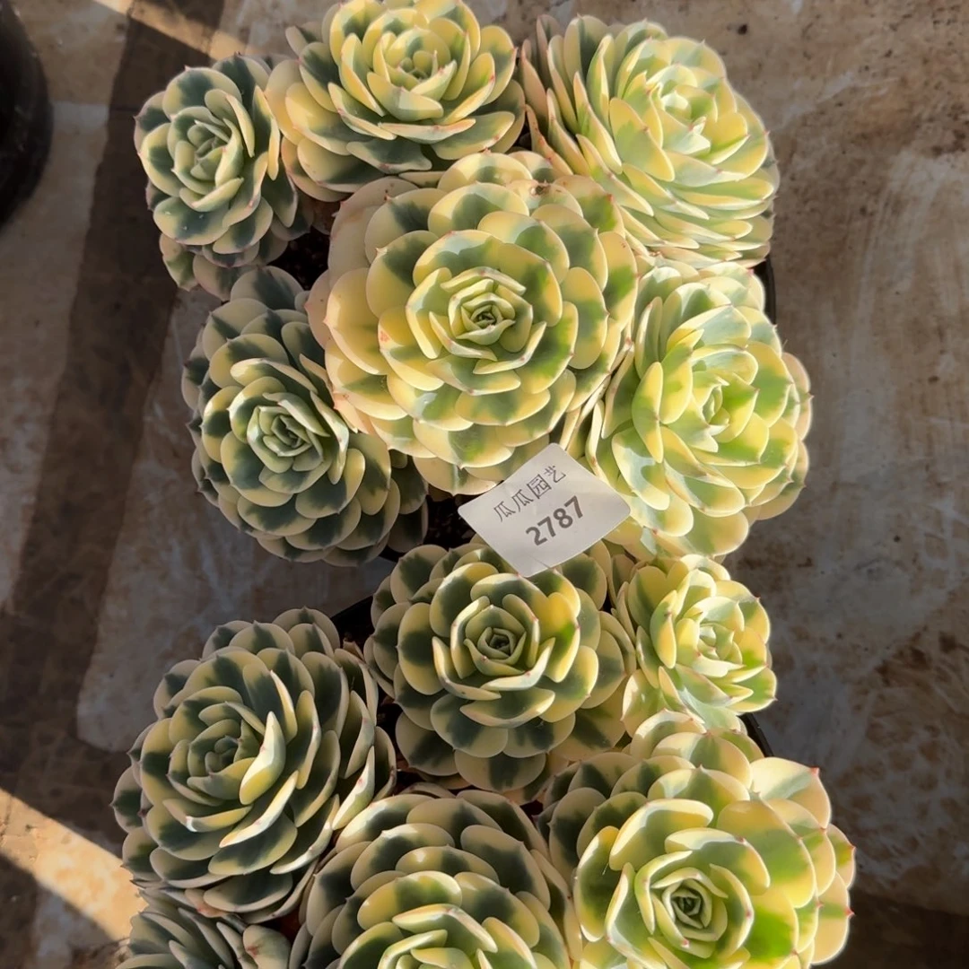 2787玉蝶锦大群多肉植物