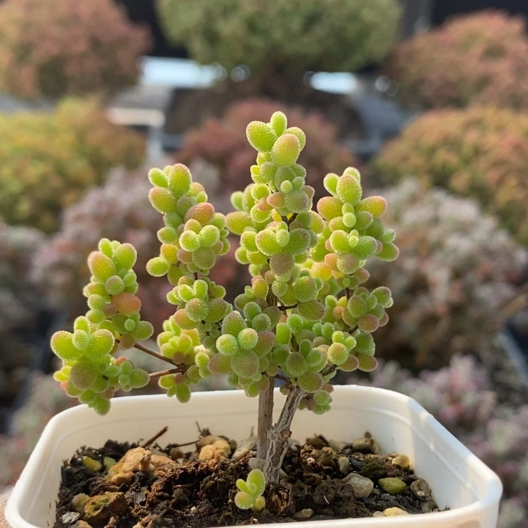 蜜橘糖球4267枝干番杏