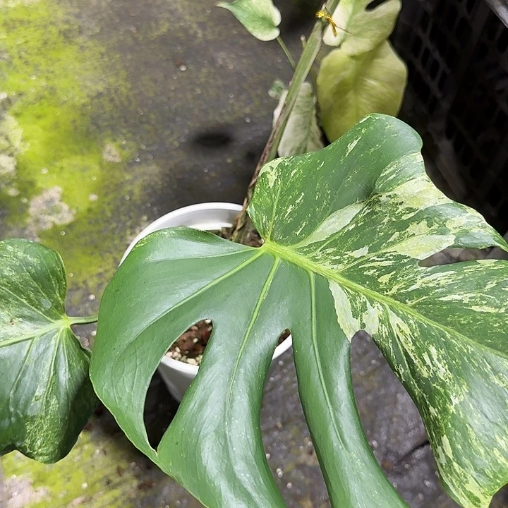 n***i25的绿植好看的很