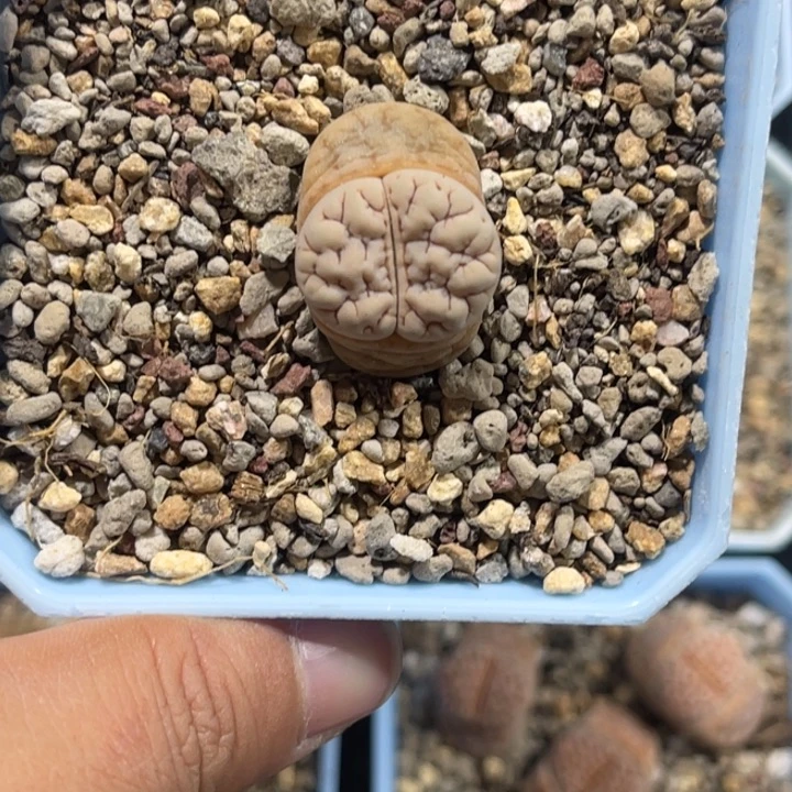 丸****宝2895荒c1891专拍的