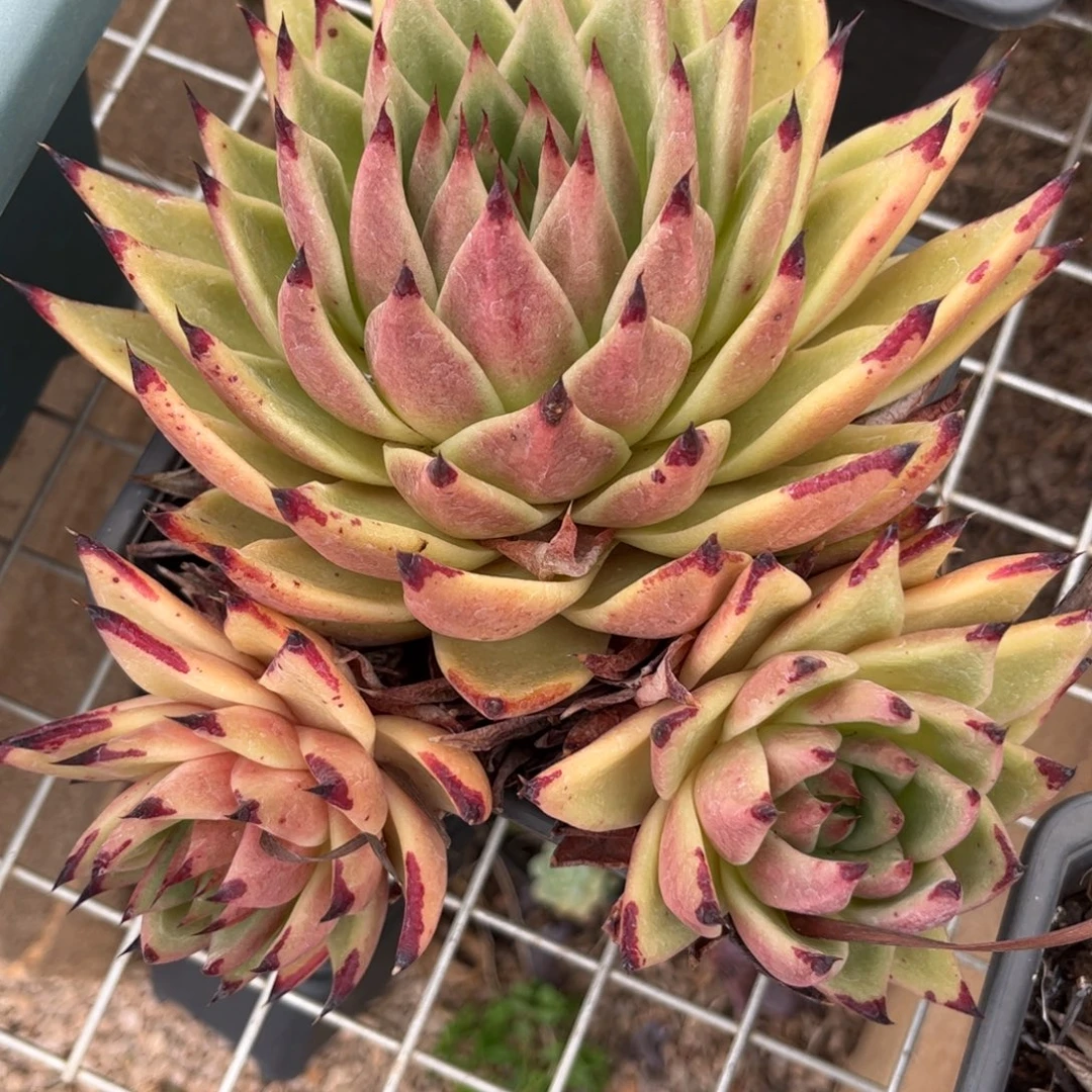 新疆西藏内蒙不包邮，乌木