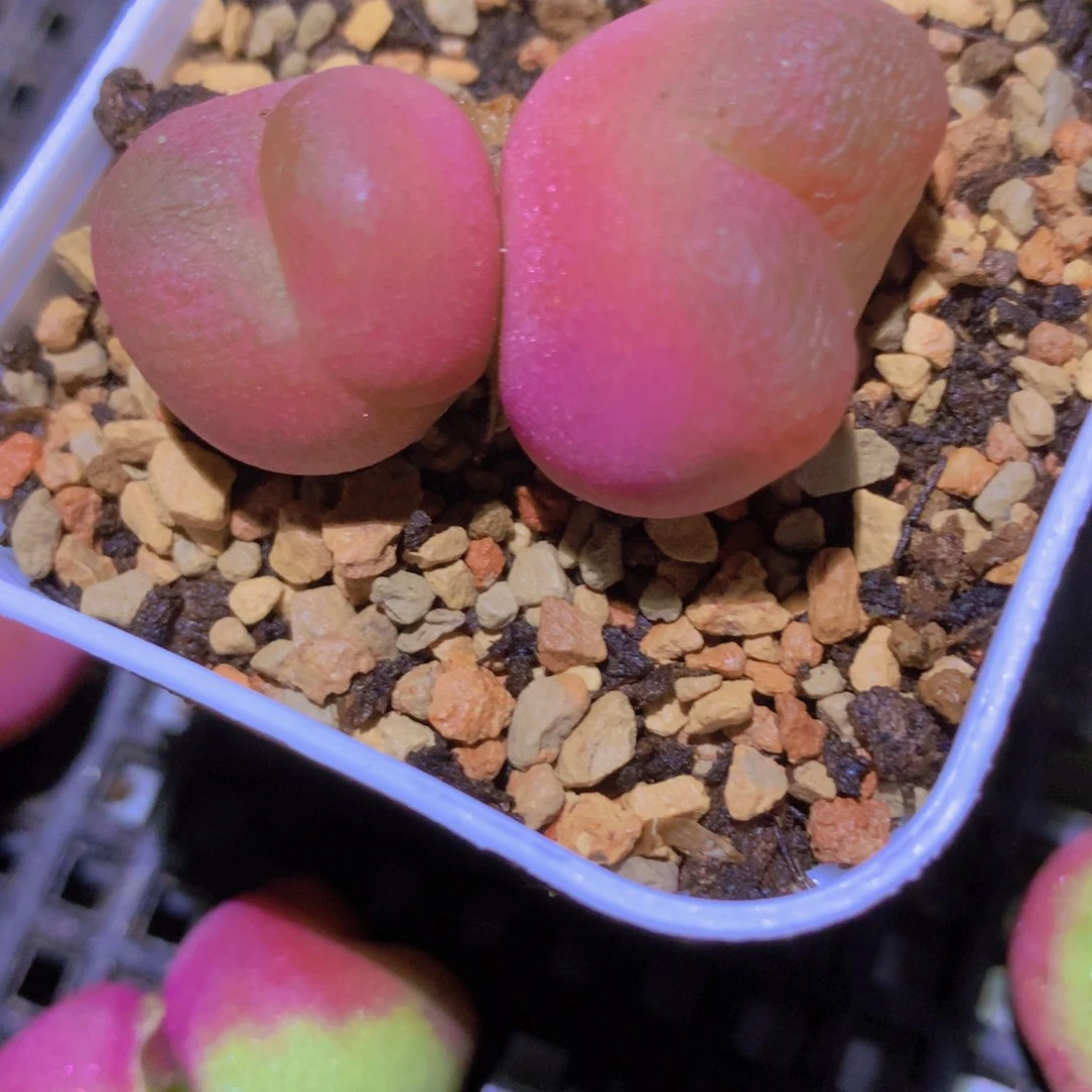 4888888888888888888888888888