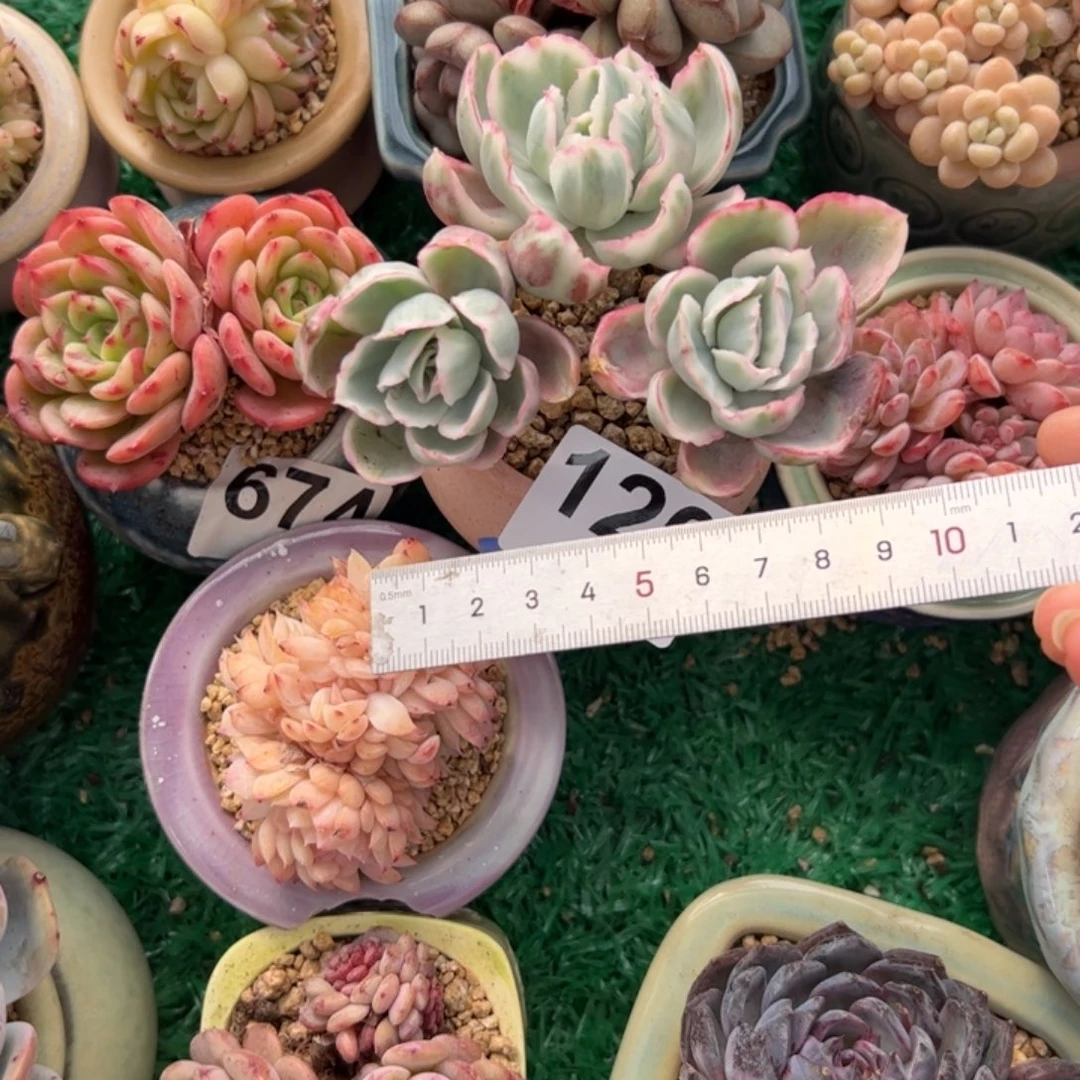 冥*120 多肉植物组合盆栽