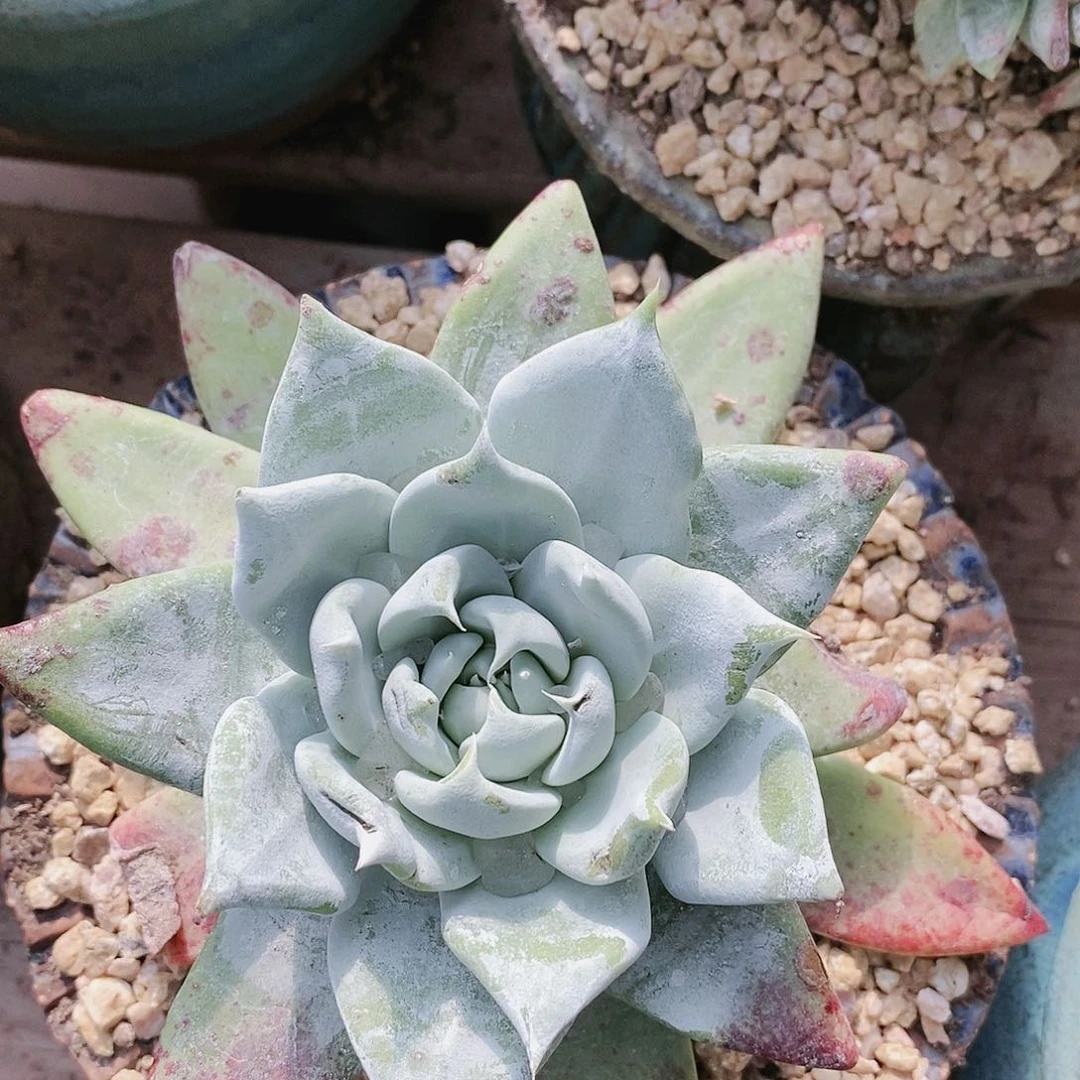 【闪购商品】哈哈哈帕翠沙多肉2104