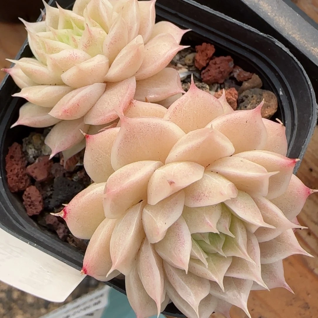 花语逸境0222-07散开播福利