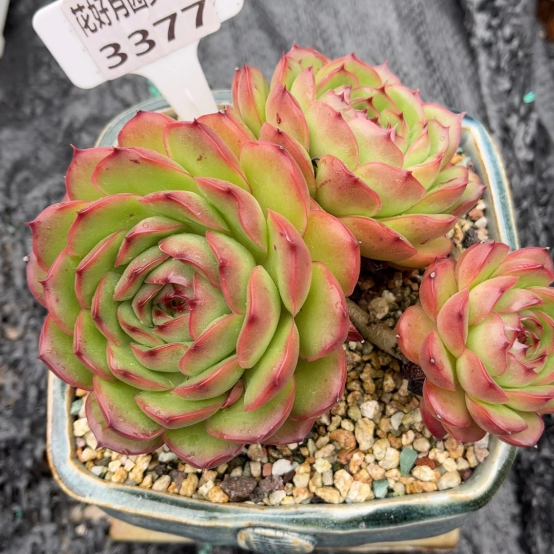 不***调多肉植物3377 一定要拍个冷链哦