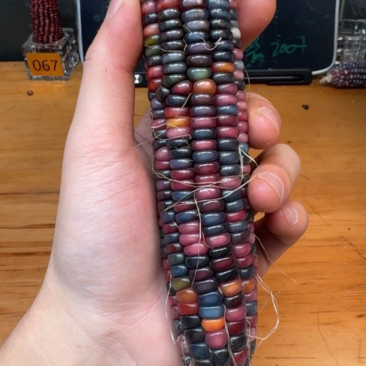 柏香籽/百香籽吊坠无*恙