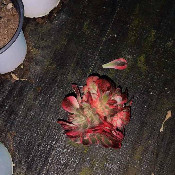 尤**。知否加41多肉植物植物