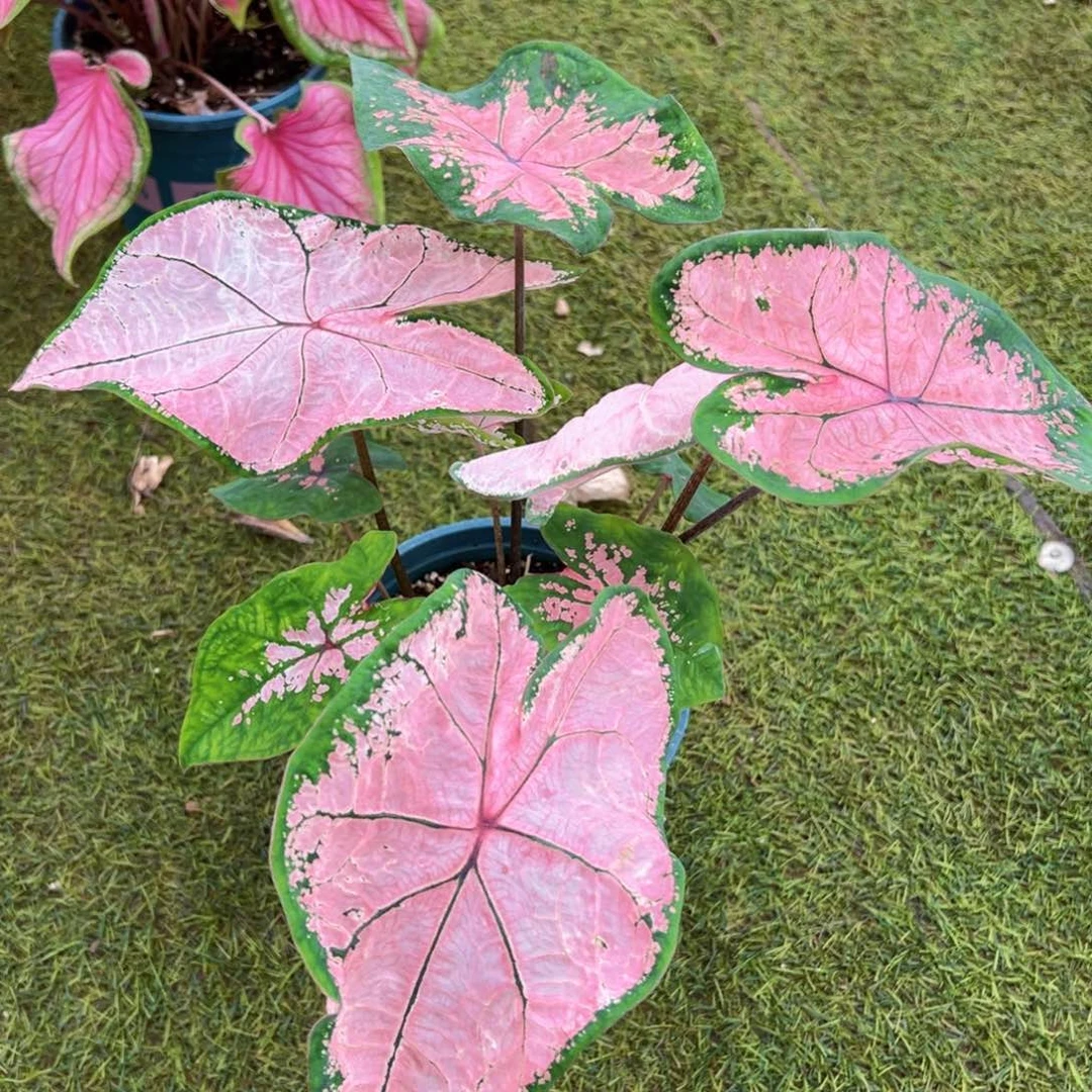 无花朵粉色飞溅118