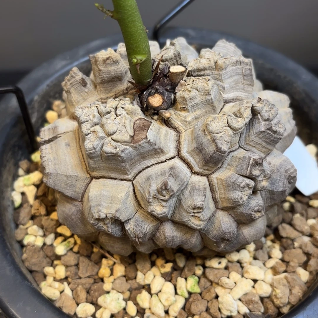 10号日系龟甲龙带盆包邮8.7尺寸