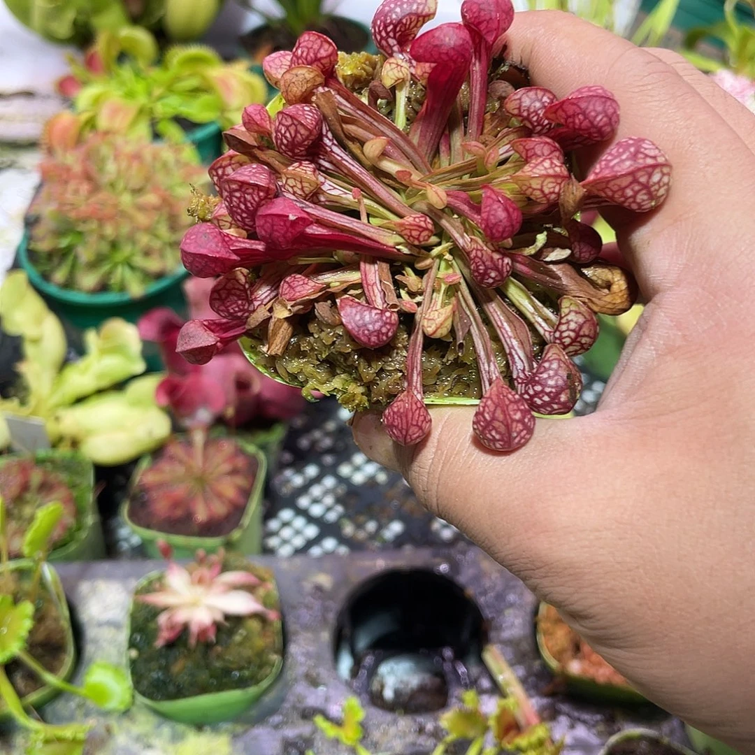 完全开放鹦鹉瓶子草