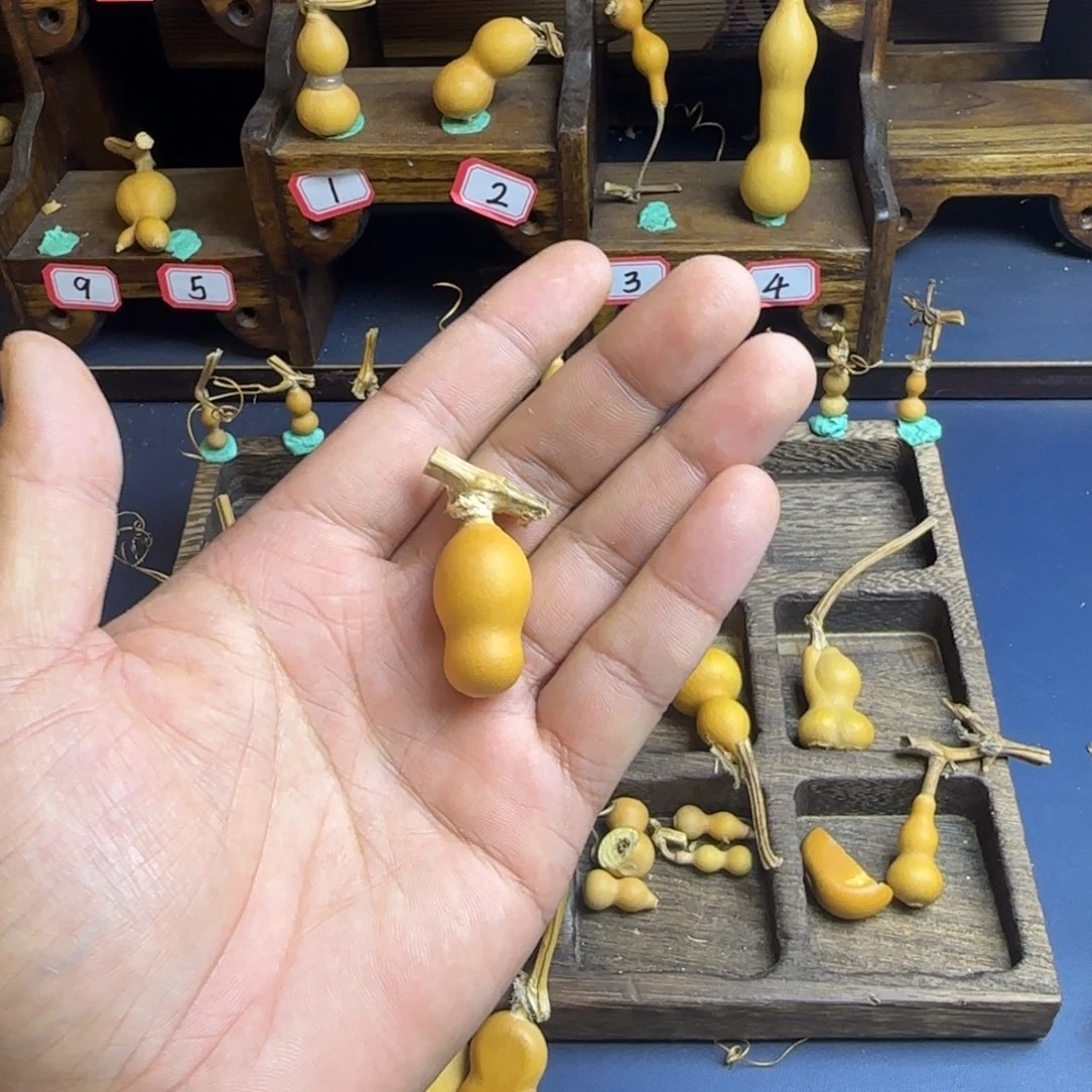 T****8我是一只小小鸟地域鬼的人