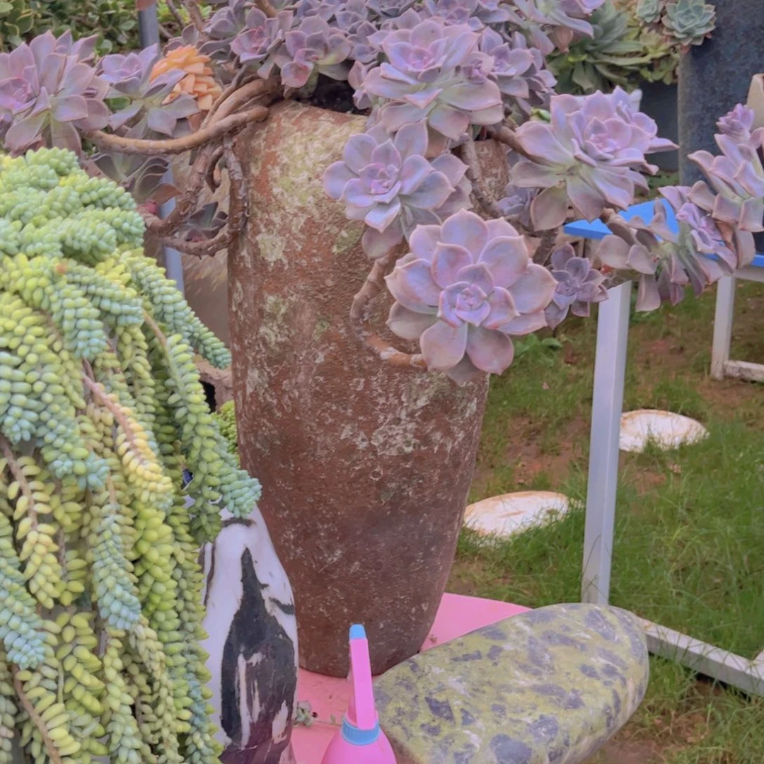 孙***科多肉植物保护研究所所长