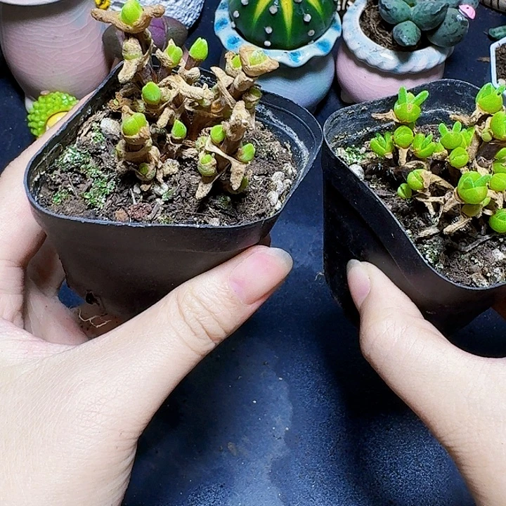 碧光环裸根一颗福利炸