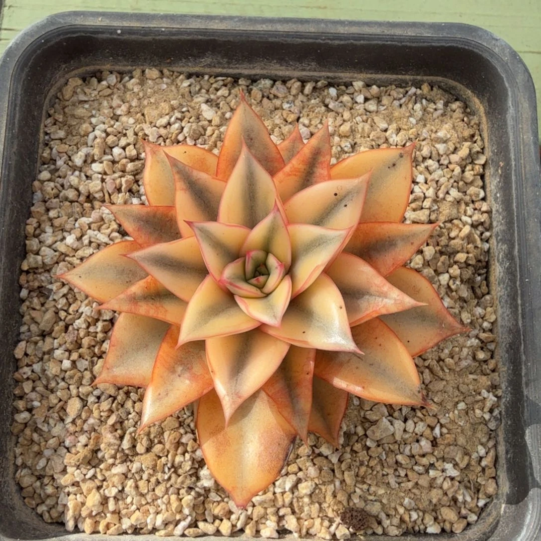 麒麟座锦锦上园艺一物一拍