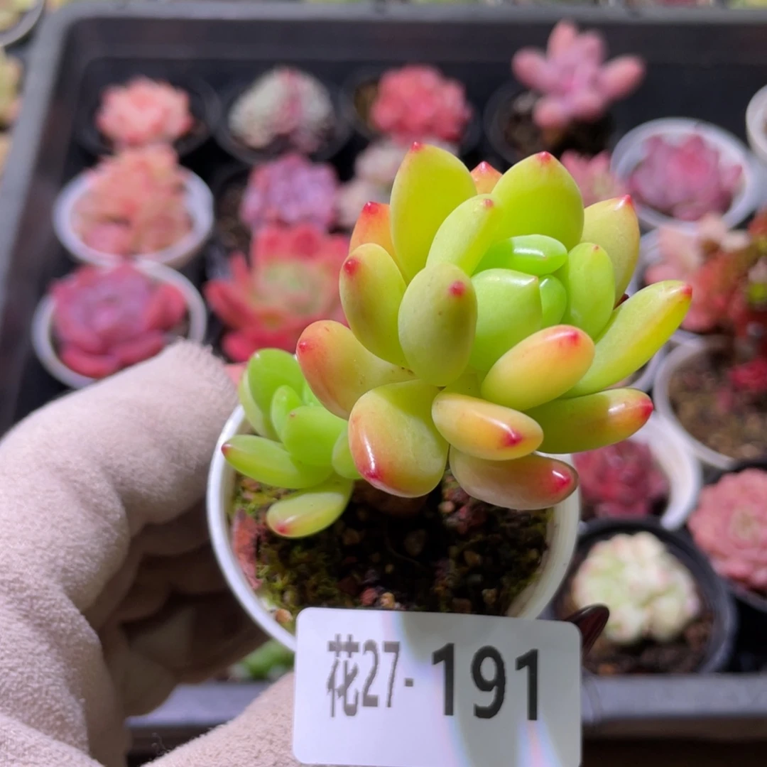 花利美27-191春萌