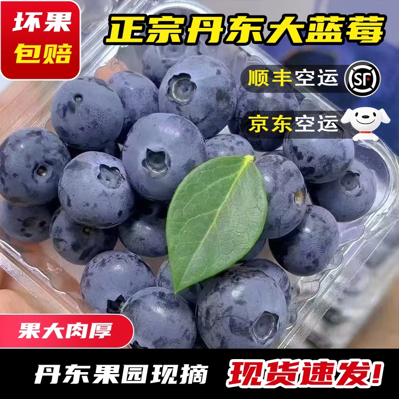 小盒包装 丹东L25蓝莓 宝宝蓝莓 花香蓝莓 纯甜无酸 花果香浓郁