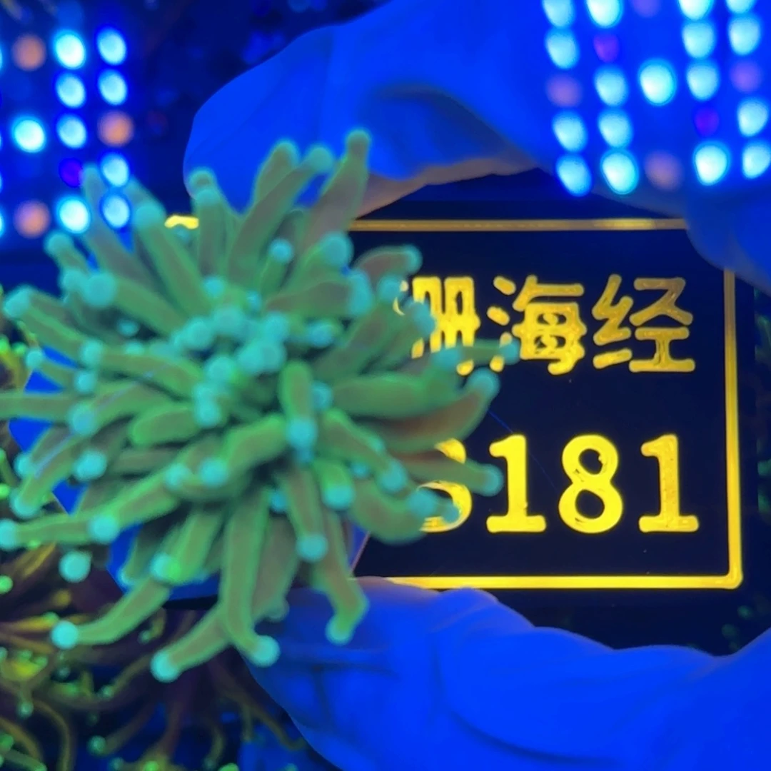 纽扣珊瑚乐****记又又不包邮东帝汶绿火B181