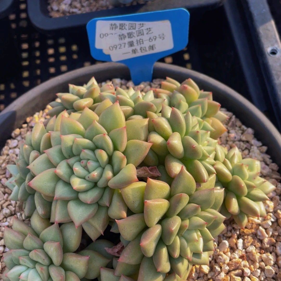0927-69-黄金象牙群生一颗