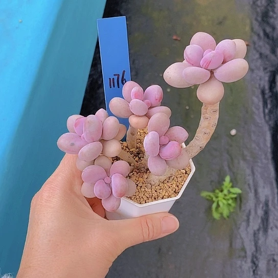 1176多肉植物老桩
