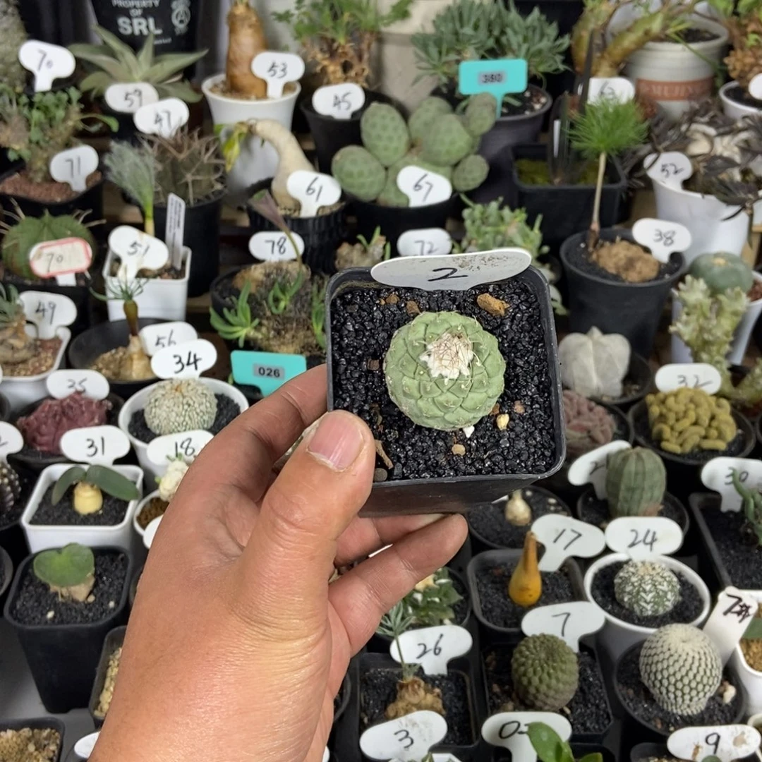 单头菊水一物一拍