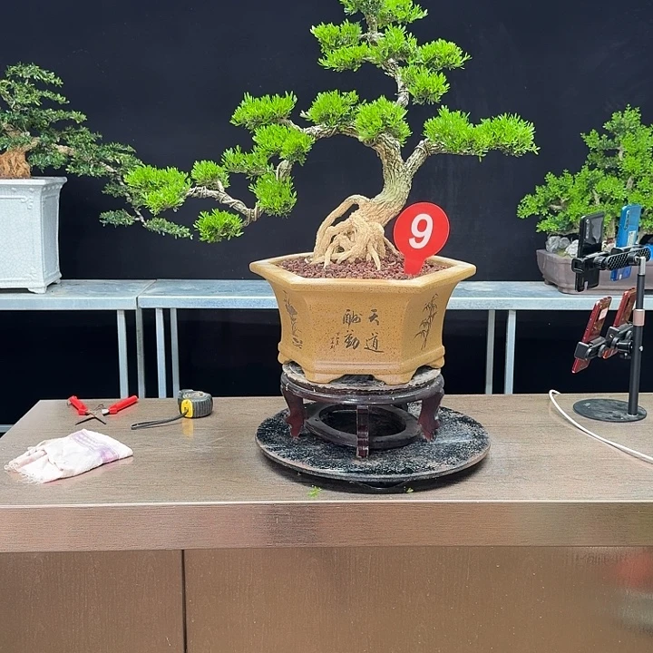 无花朵黄杨黄杨黄杨黄杨