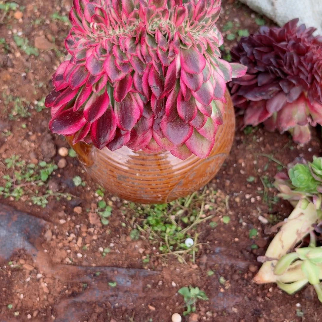 嗯8634 号多肉法师特价没有根