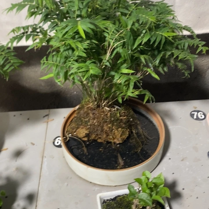 新***昕无花朵退款拉黑拉124