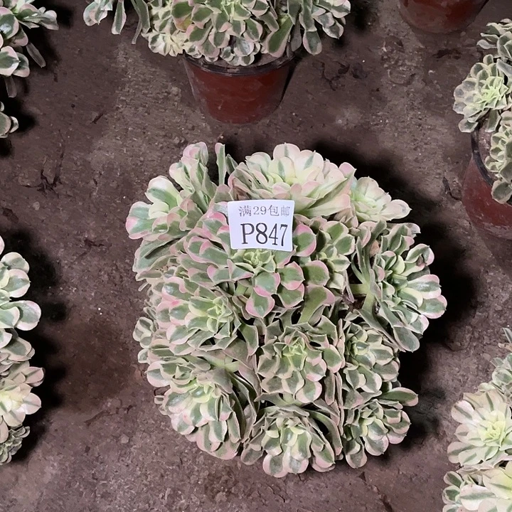 847白凤多肉植物