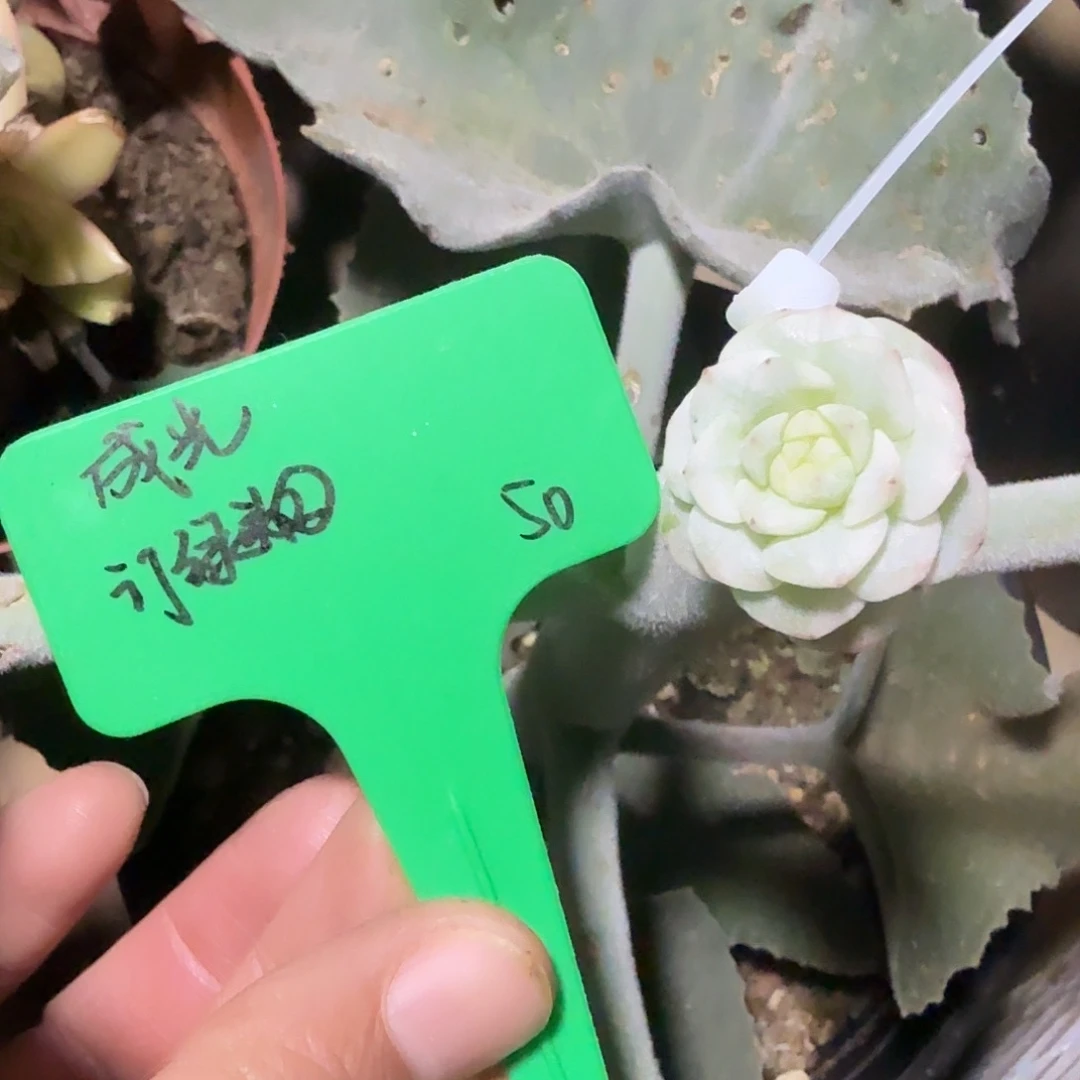 那***光预定绿头，2号。遥遥领先