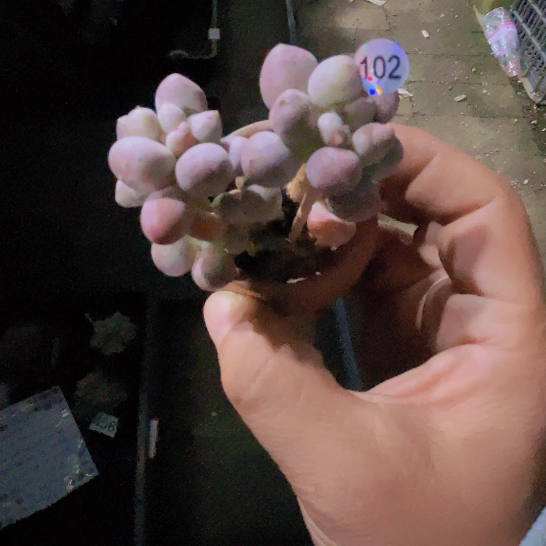 大***n多肉植物多肉植物