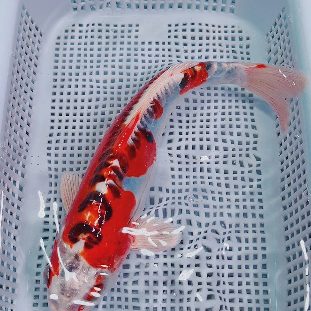 锦鲤锦鲤冷水鱼观赏123