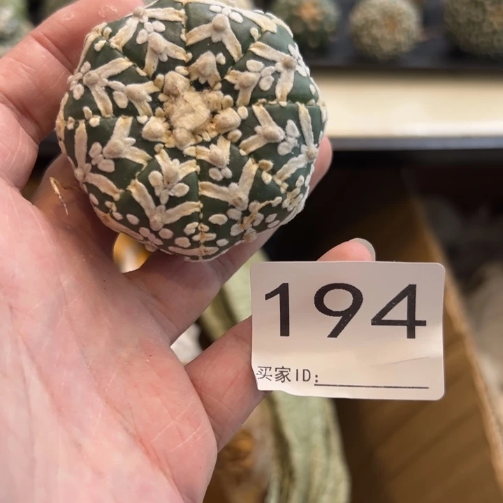 兜星球仙人球194号球