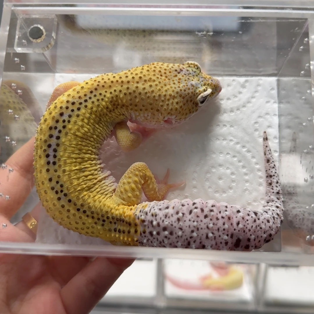 豹纹守宫豹纹雪花柠檬公