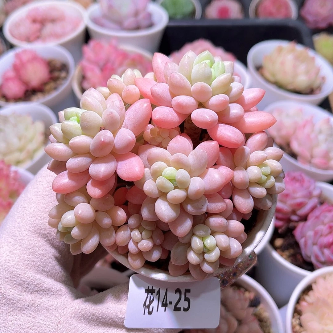 花利美14-25洛可可